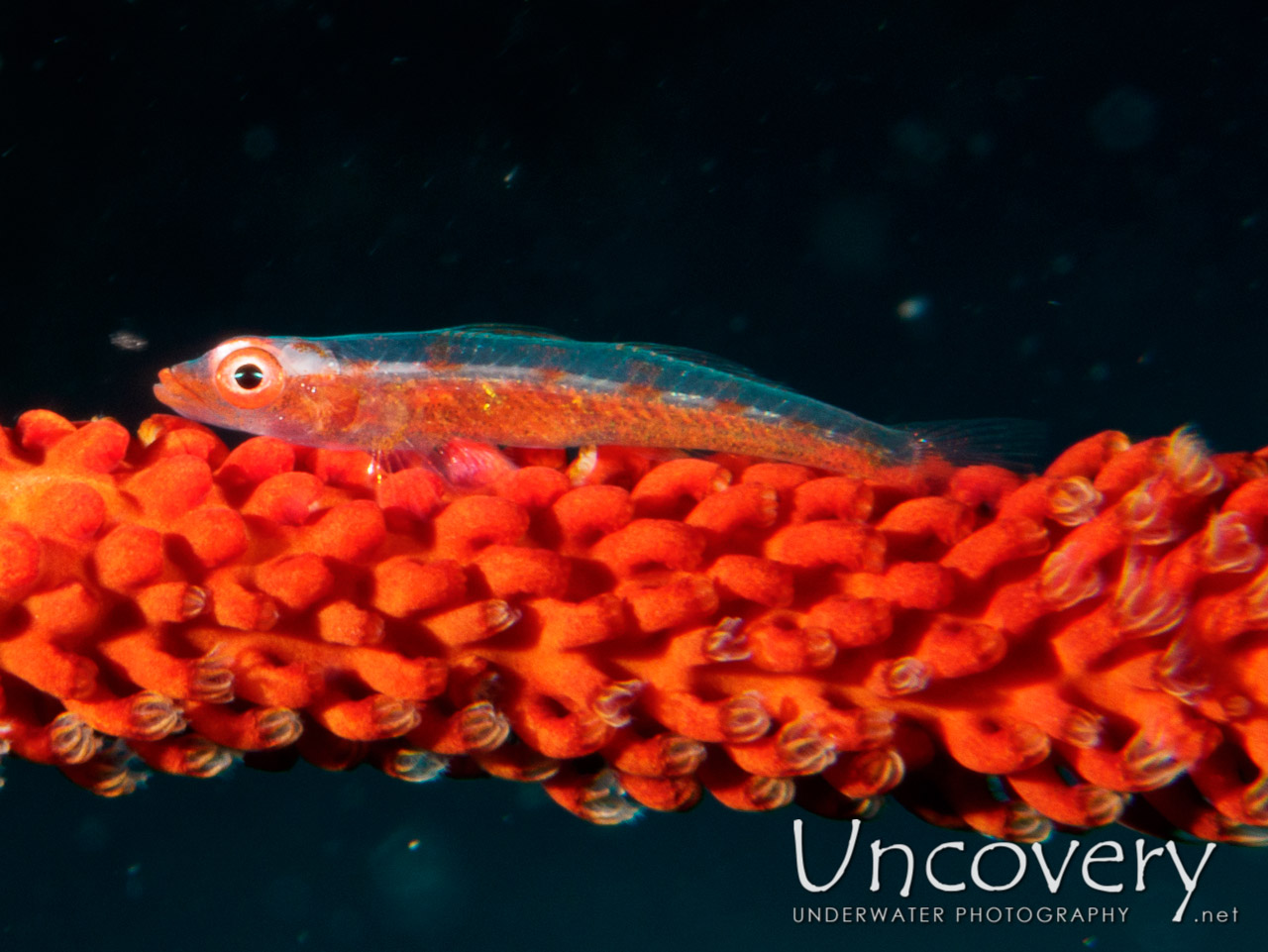 Whip Coral Goby (bryaninops Yongei), photo taken in Maldives, Male Atoll, South Male Atoll, South Reef Out