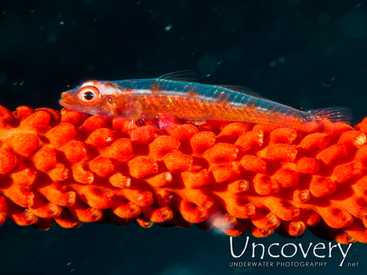 Whip Coral Goby (bryaninops Yongei), photo taken in Maldives, Male Atoll, South Male Atoll, South Reef Out