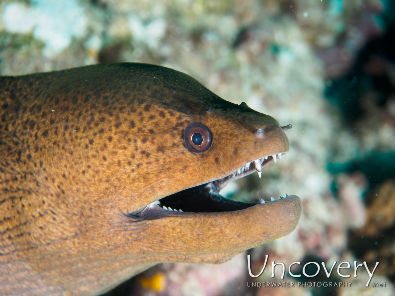 Giant Moray (gymnothorax Javanicus), photo taken in Maldives, Male Atoll, South Male Atoll, Vadhoo Caves