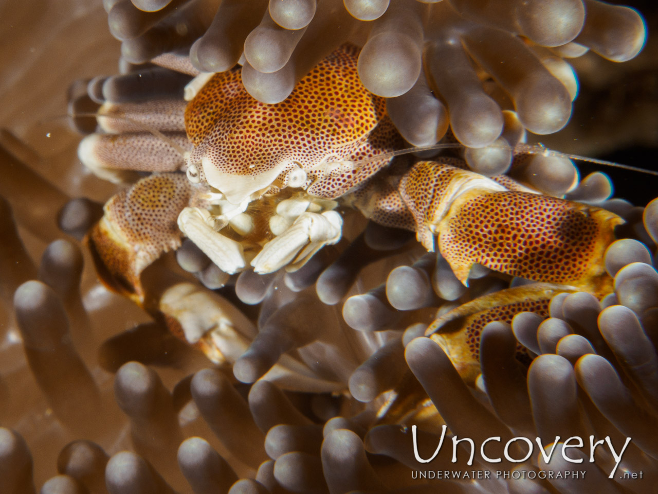 Spotted Porcelain Crab (neopetrolisthes Maculatus), photo taken in Maldives, Male Atoll, South Male Atoll, Vadhoo Caves