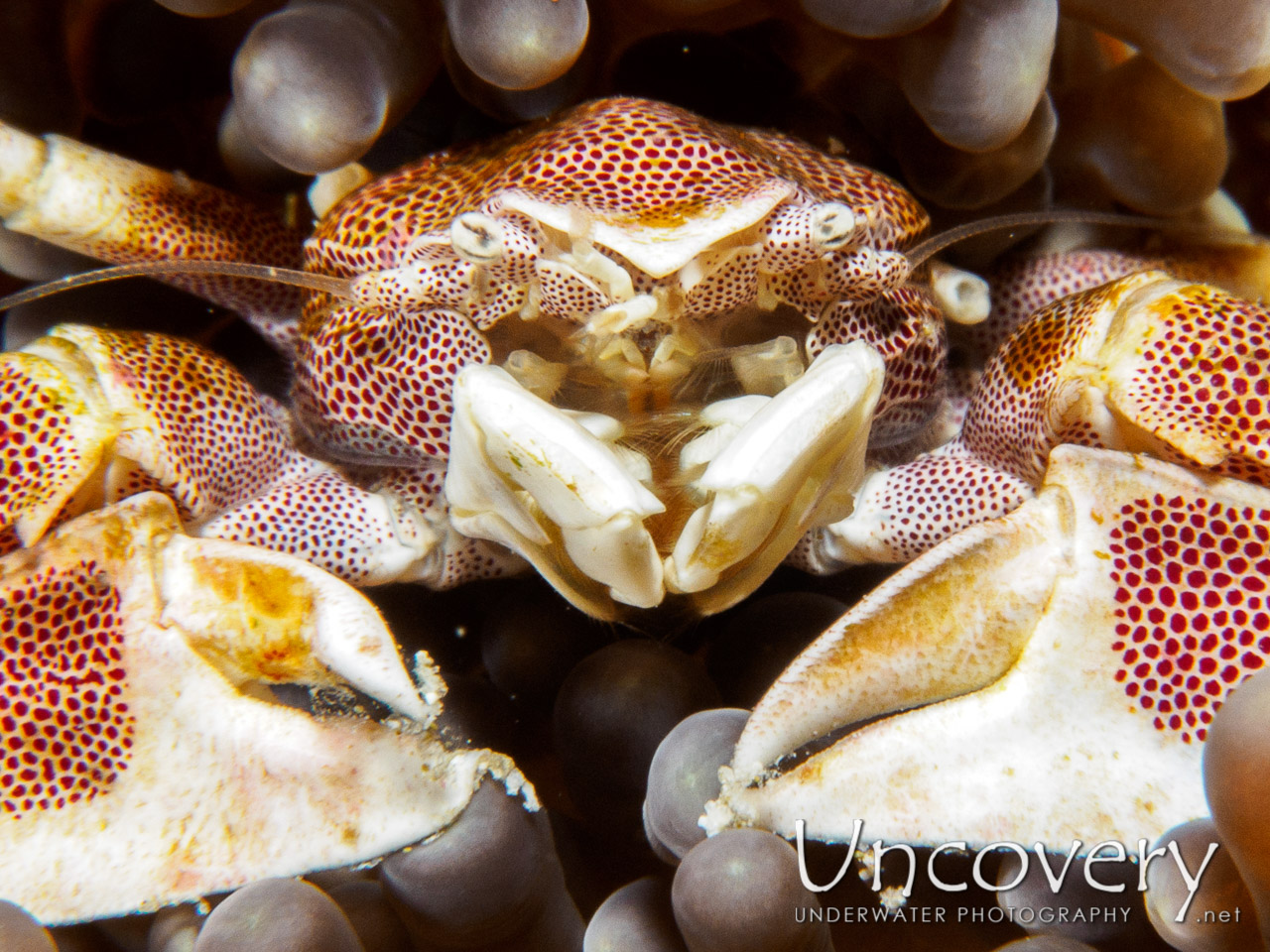 Spotted Porcelain Crab (neopetrolisthes Maculatus), photo taken in Maldives, Male Atoll, South Male Atoll, Vadhoo Caves