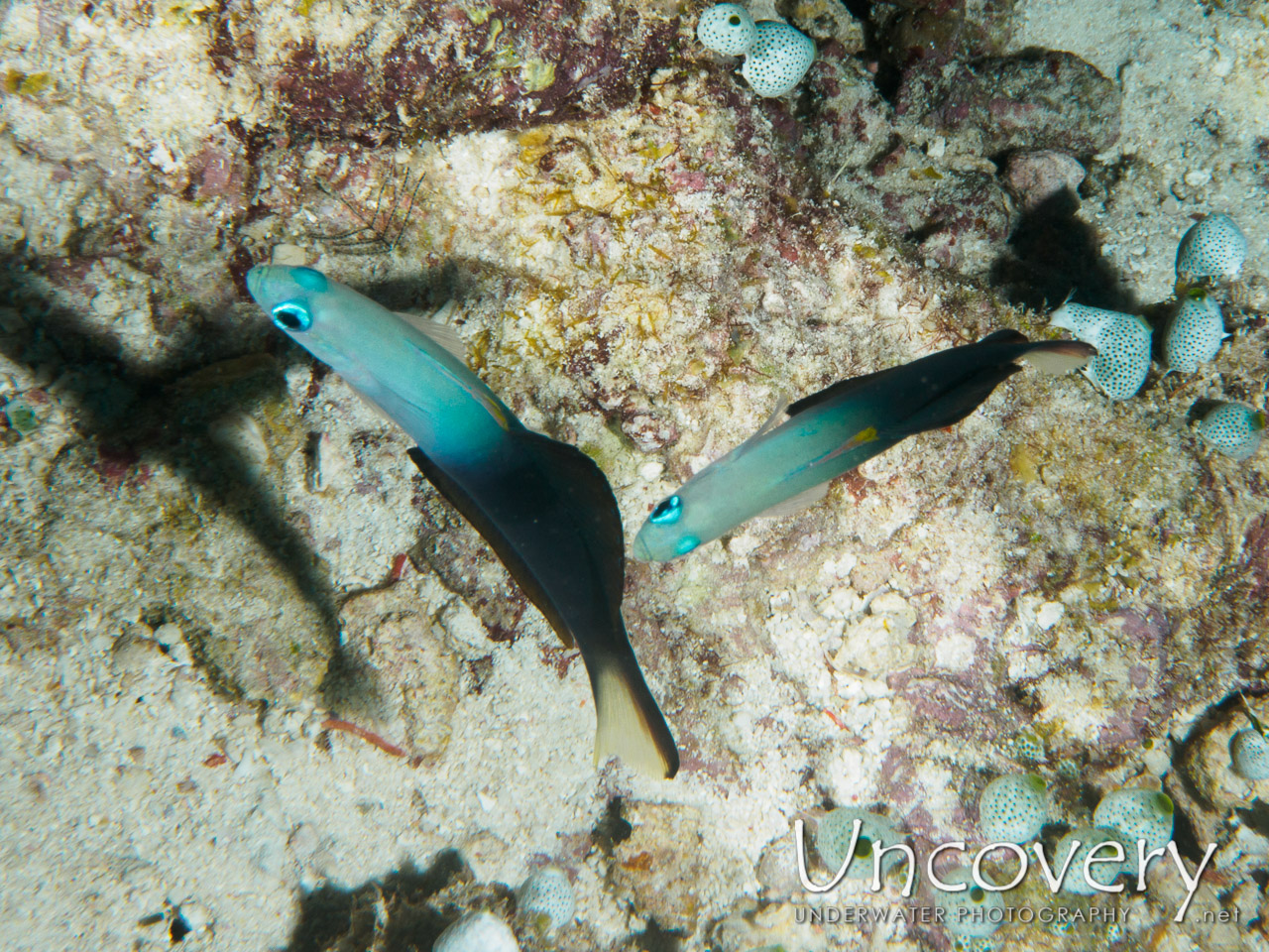 Twotone Dartfish, photo taken in Maldives, Male Atoll, South Male Atoll, Vadhoo Caves