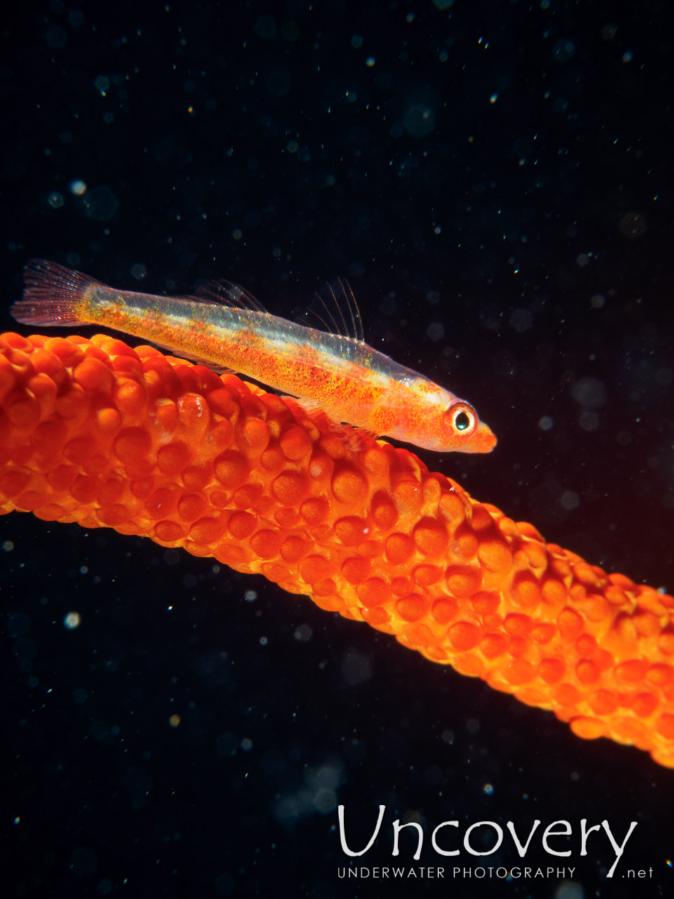 Whip Coral Goby (bryaninops Yongei), photo taken in Maldives, Male Atoll, South Male Atoll, Vadhoo Caves