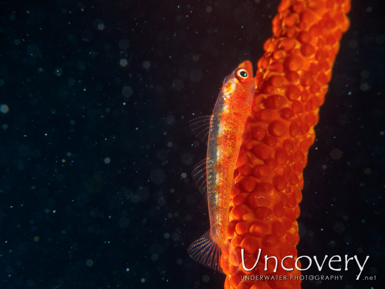 Whip Coral Goby (bryaninops Yongei), photo taken in Maldives, Male Atoll, South Male Atoll, Vadhoo Caves
