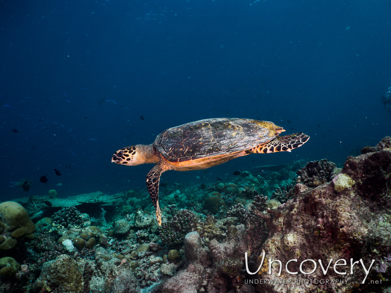 Hawksbill Sea Turtle (eretmochelys Imbricata), photo taken in Maldives, Male Atoll, South Male Atoll, Vadhoo Caves
