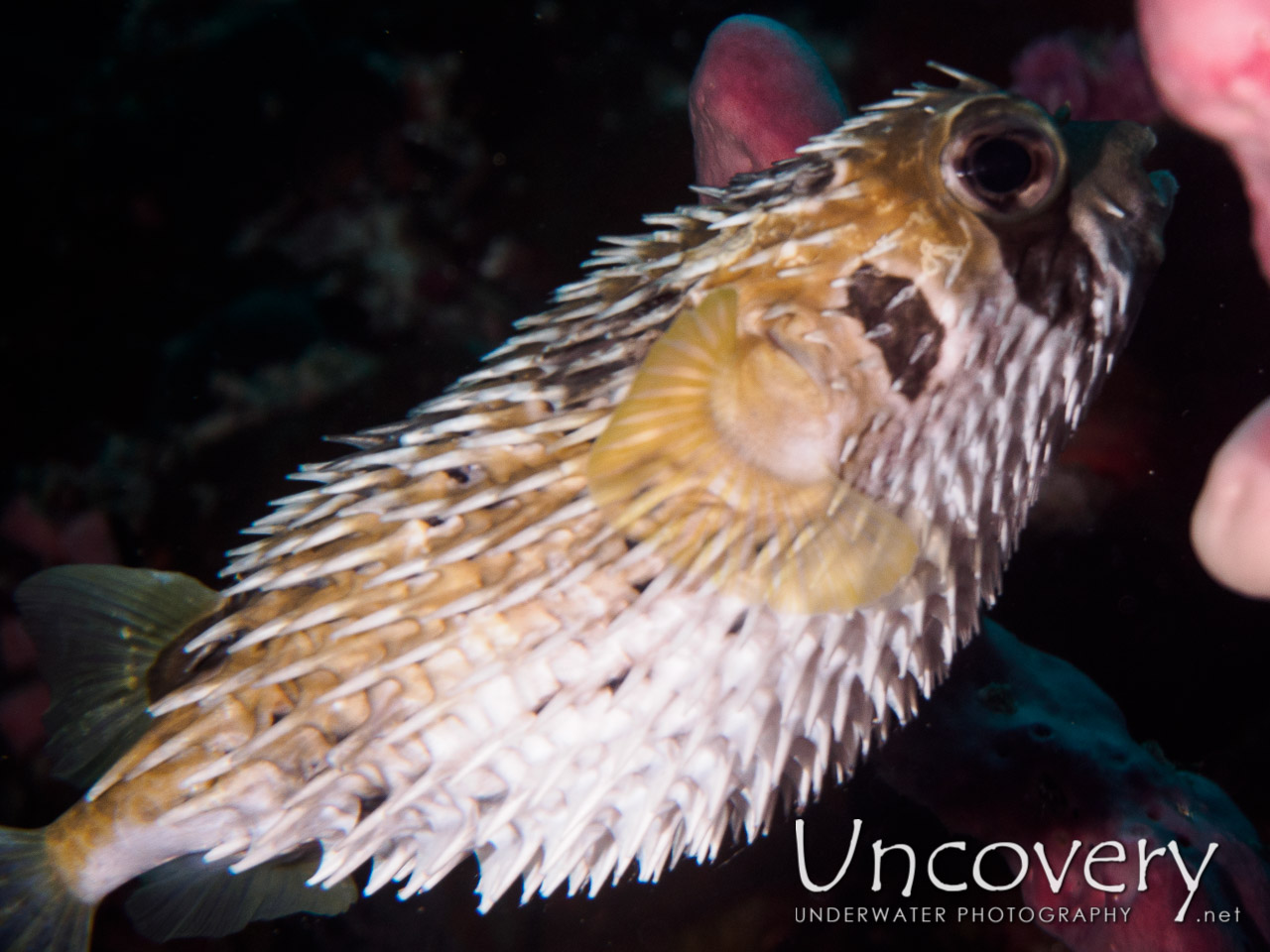 Black-blotched Porcupinefish (diodon Liturosus) shot in Maldives|Male Atoll|South Male Atoll|Laguna Out