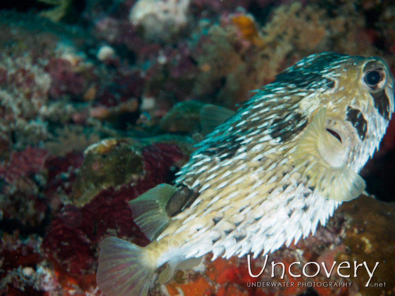 Black-blotched Porcupinefish (diodon Liturosus) shot in Maldives|Male Atoll|South Male Atoll|Laguna Out