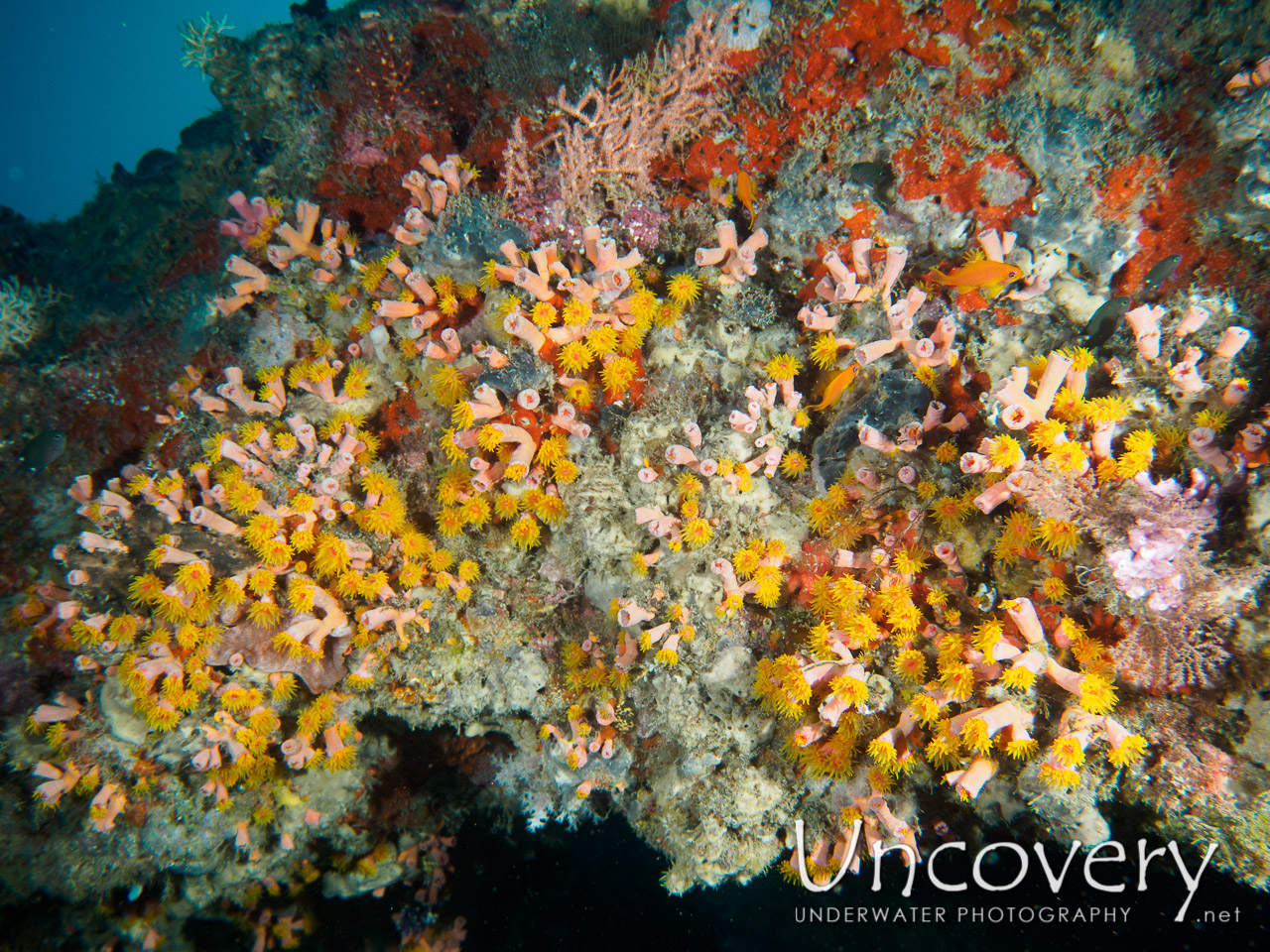 Coral, photo taken in Maldives, Male Atoll, South Male Atoll, Laguna Out