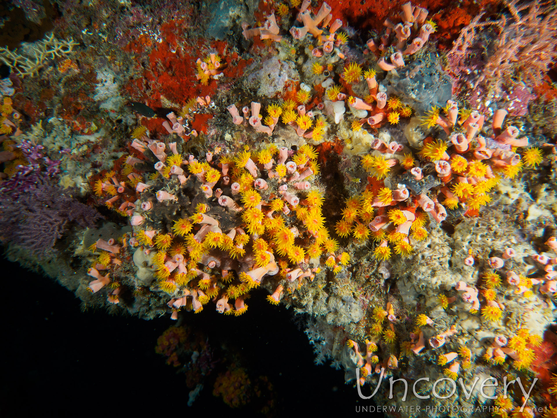 Coral, photo taken in Maldives, Male Atoll, South Male Atoll, Laguna Out