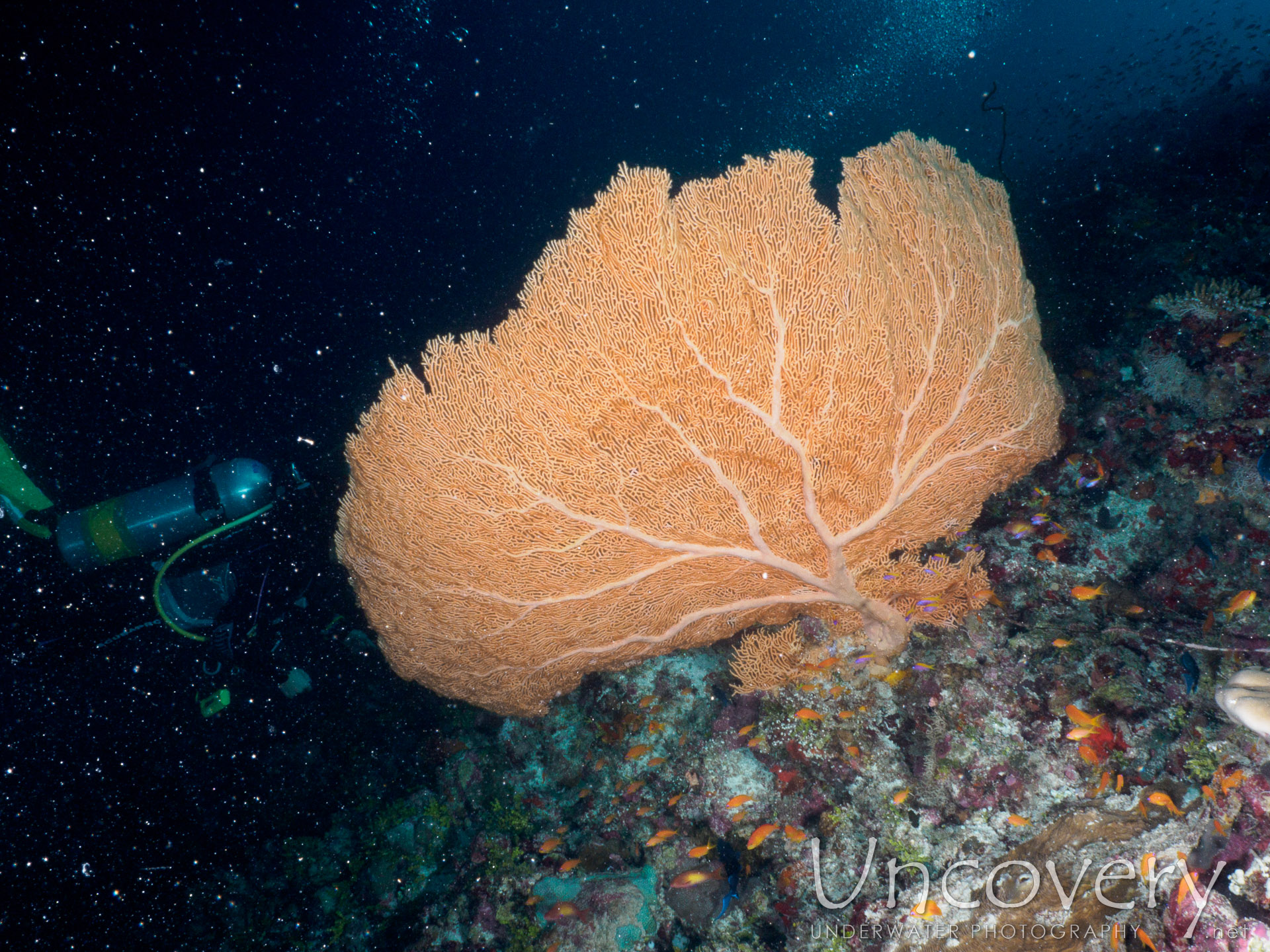 Coral, photo taken in Maldives, Male Atoll, South Male Atoll, Laguna Out