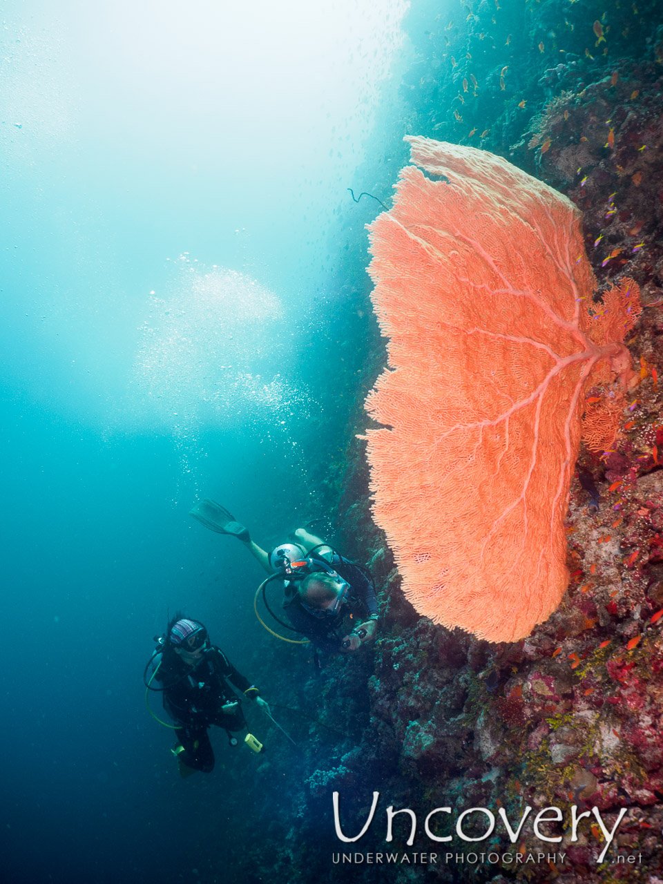 Coral shot in Maldives|Male Atoll|South Male Atoll|Laguna Out