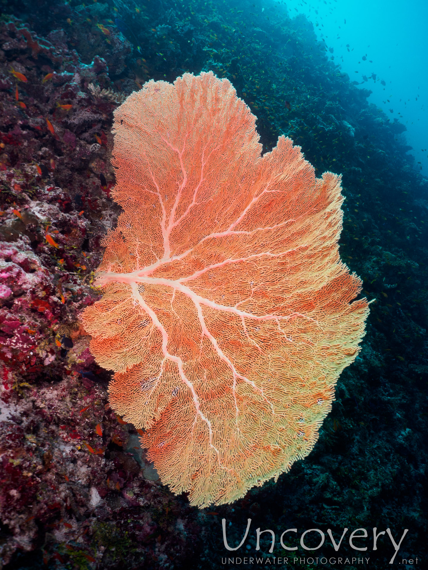 Coral, photo taken in Maldives, Male Atoll, South Male Atoll, Laguna Out