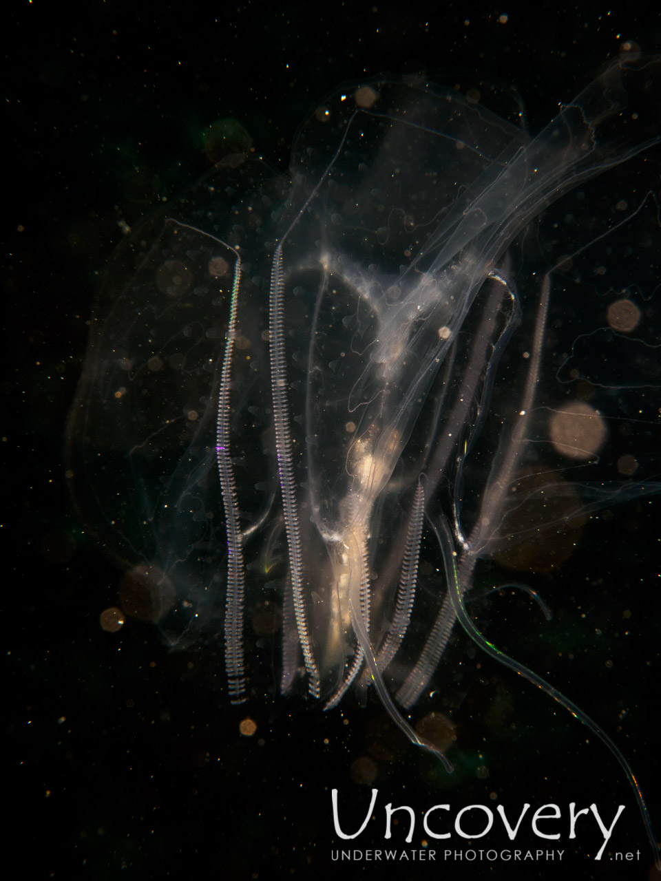 Jellyfish shot in Maldives|Male Atoll|South Male Atoll|Laguna Out