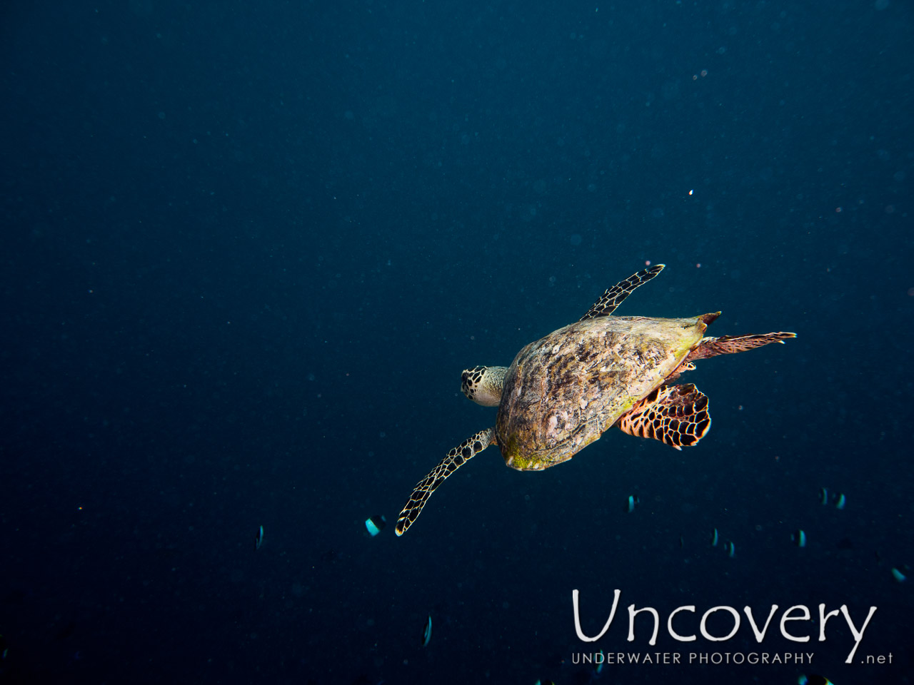 Hawksbill Sea Turtle (eretmochelys Imbricata) shot in Maldives|Male Atoll|South Male Atoll|Laguna Out