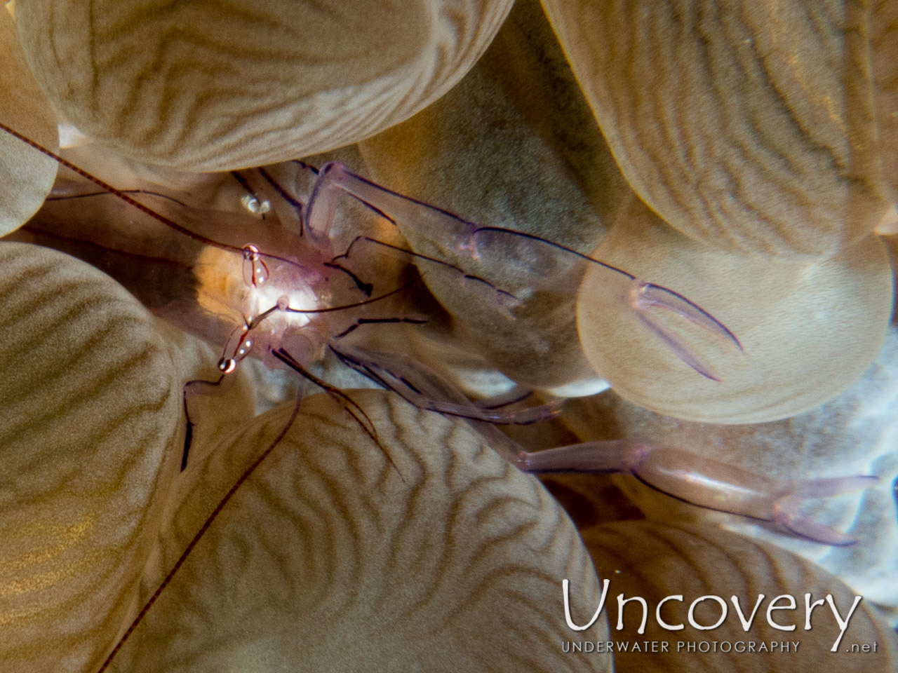 Bubble Coral Shrimp (vir Philippinensis), photo taken in Maldives, Male Atoll, South Male Atoll, Out Wreck