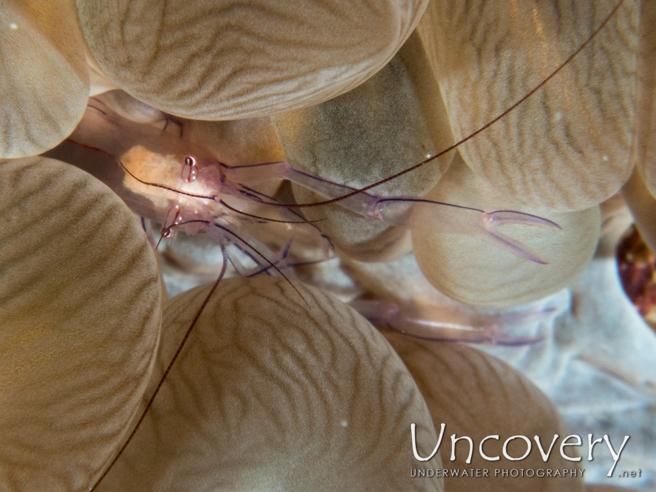 Bubble Coral Shrimp (vir Philippinensis), photo taken in Maldives, Male Atoll, South Male Atoll, Out Wreck