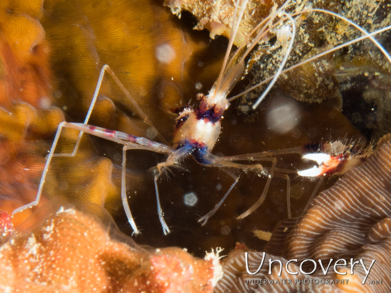 Banded Coral Shrimp (stenopus Hispidus), photo taken in Maldives, Male Atoll, South Male Atoll, Out Wreck