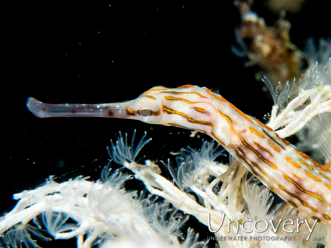 Networked Pipefish (corythoichthys Flavofasciatus), photo taken in Maldives, Male Atoll, South Male Atoll, Out Wreck
