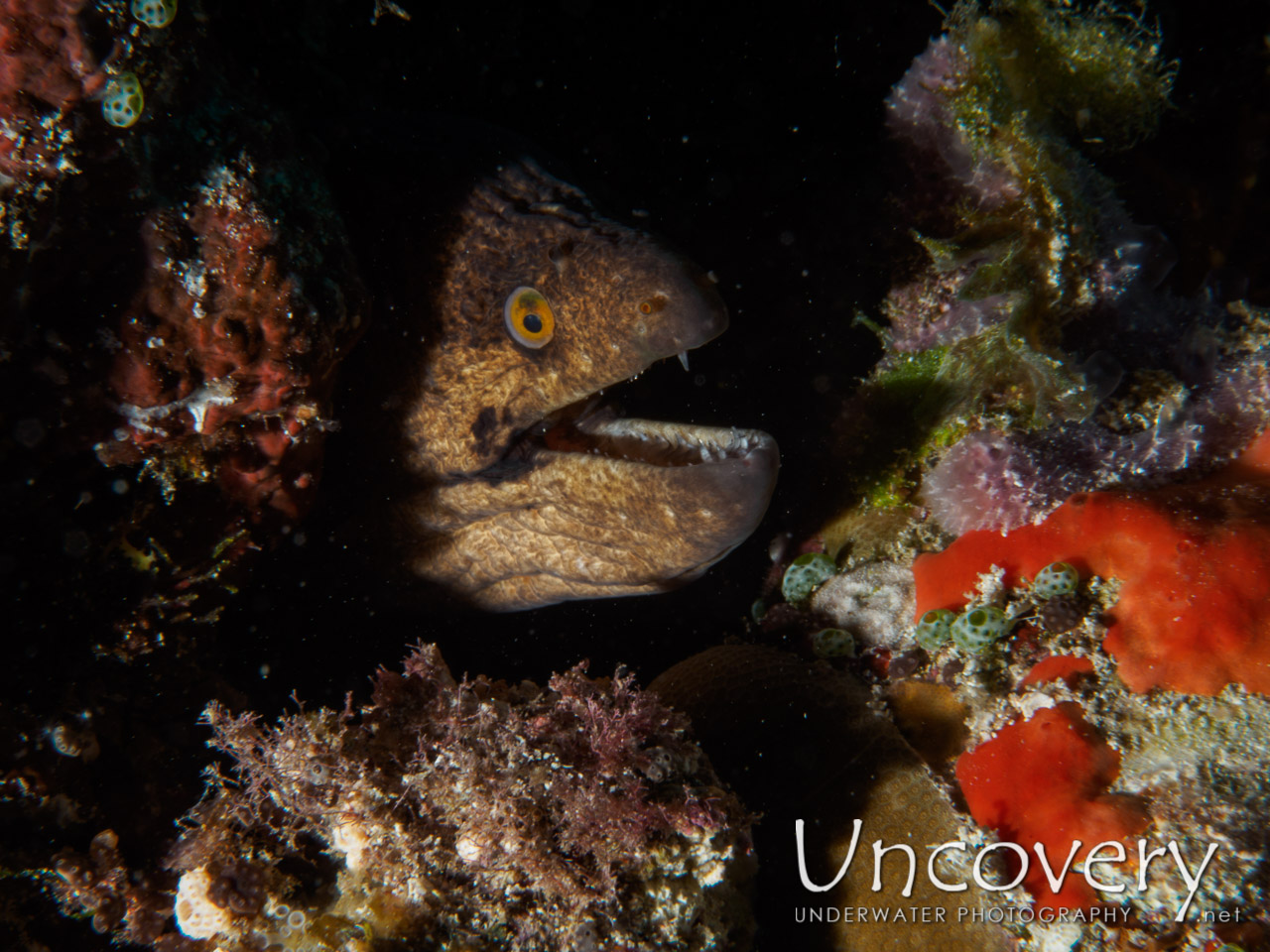 Moray, photo taken in Maldives, Male Atoll, South Male Atoll, Mystery Caves