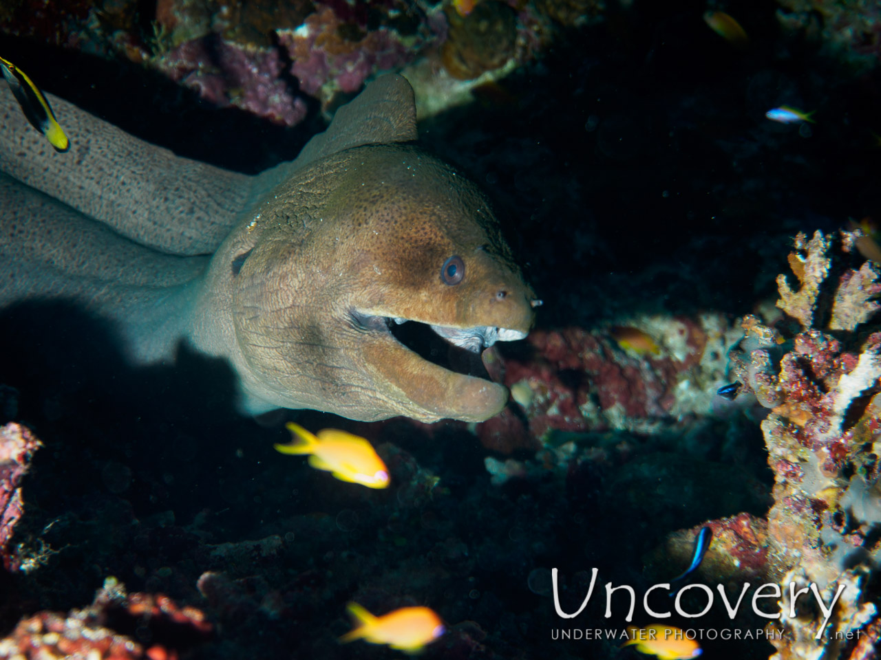 Moray, photo taken in Maldives, Male Atoll, South Male Atoll, Mystery Caves