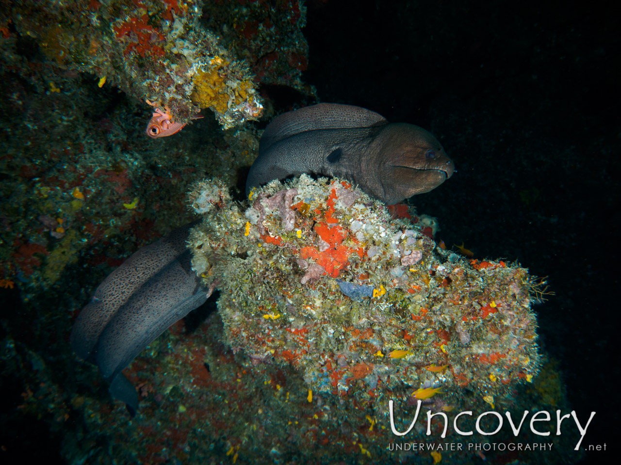 Giant Moray (gymnothorax Javanicus), photo taken in Maldives, Male Atoll, South Male Atoll, Mystery Caves