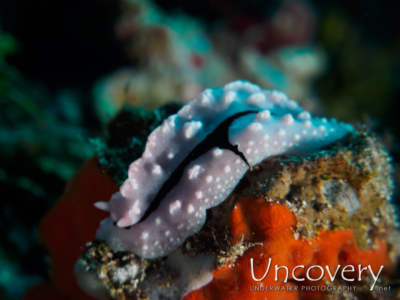 Nudibranch, photo taken in Maldives, Male Atoll, South Male Atoll, Helmuth Reef