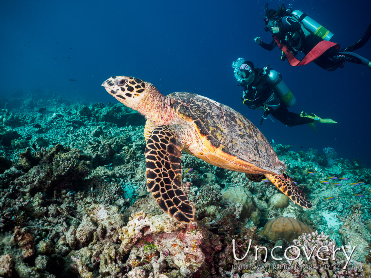 Hawksbill Sea Turtle (eretmochelys Imbricata), photo taken in Maldives, Male Atoll, South Male Atoll, Helmuth Reef