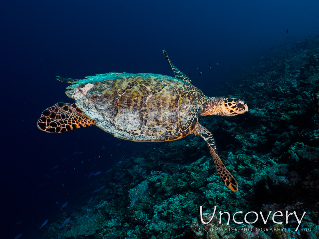 Hawksbill Sea Turtle (eretmochelys Imbricata), photo taken in Maldives, Male Atoll, South Male Atoll, Helmuth Reef