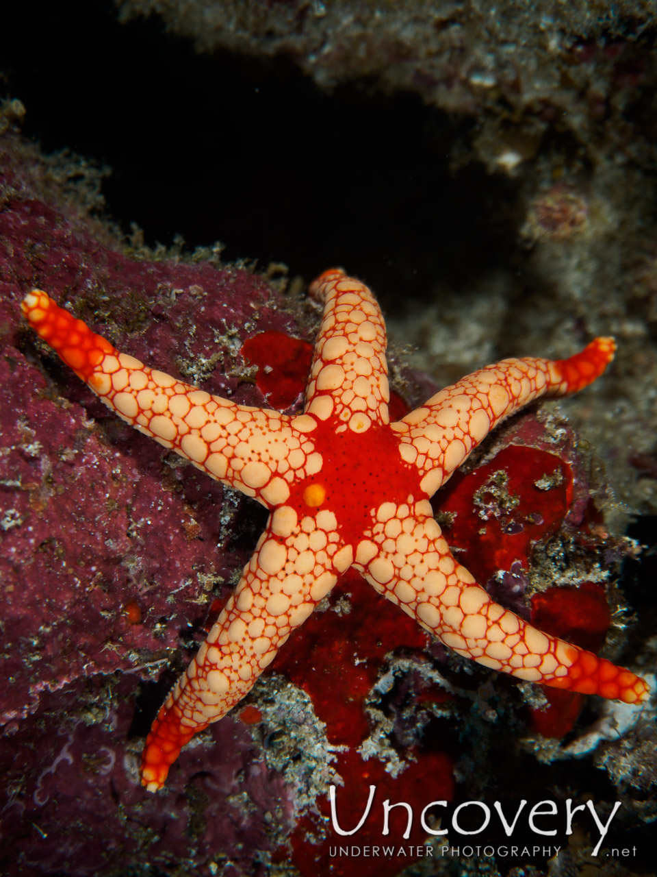 Starfish, photo taken in Maldives, Male Atoll, South Male Atoll, Kalhuhuraa Reef