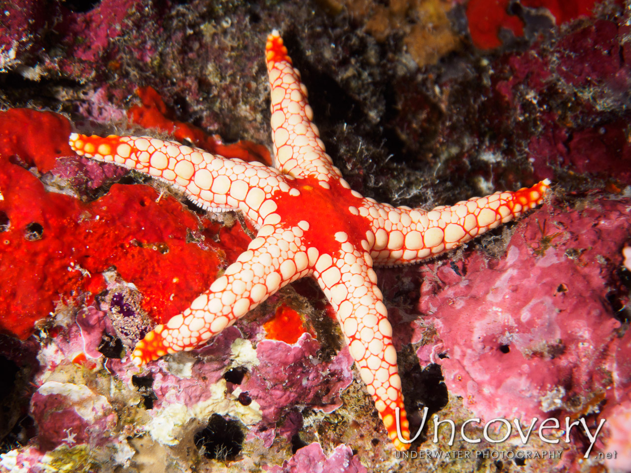 Starfish shot in Maldives|Male Atoll|South Male Atoll|Kalhuhuraa Reef