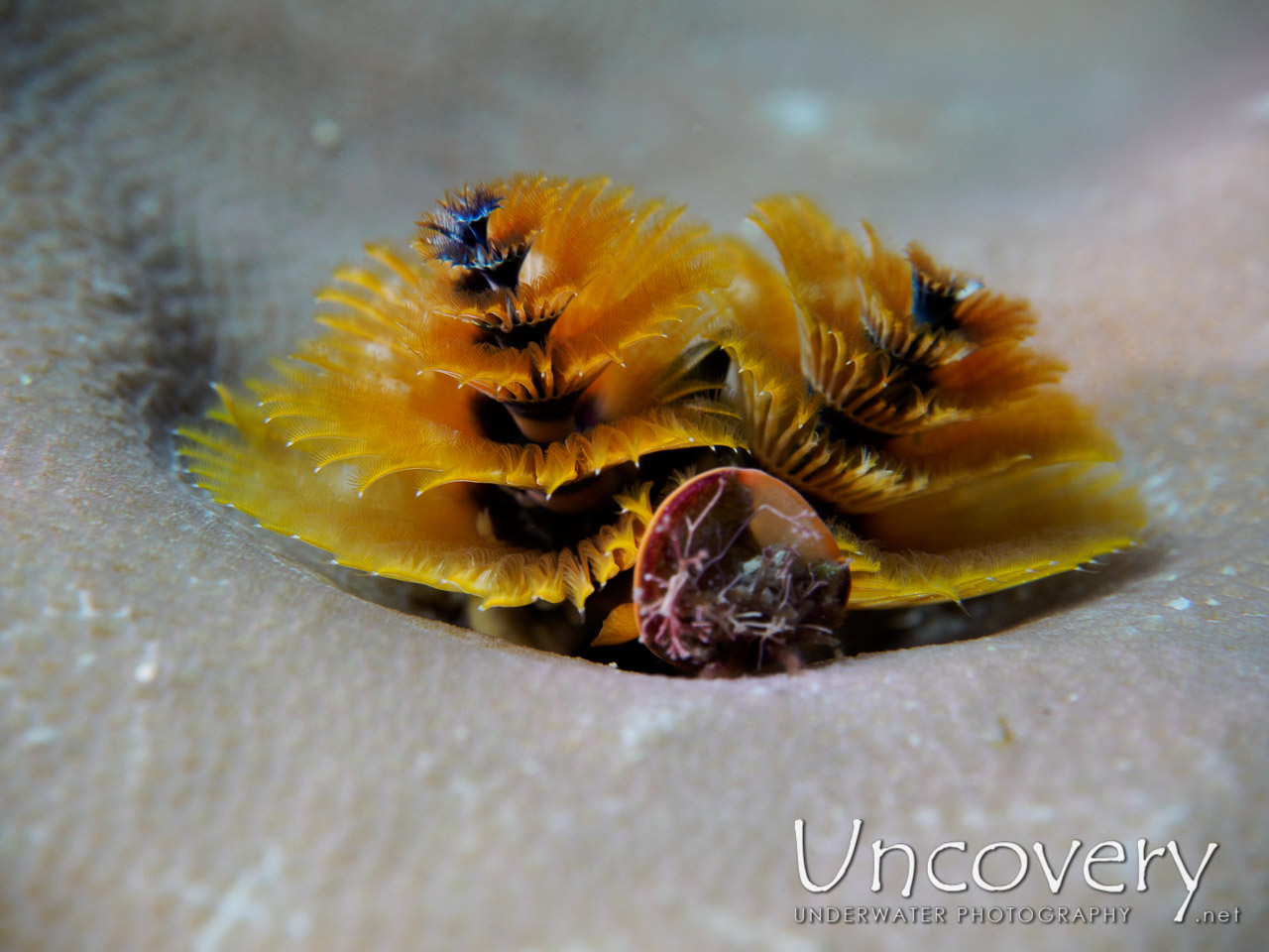 Christmas Tree Worm (spirobranchus Sp.), photo taken in Maldives, Male Atoll, South Male Atoll, Kalhuhuraa Reef