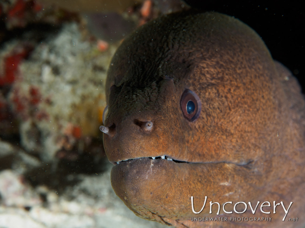 Giant Moray (gymnothorax Javanicus), photo taken in Maldives, Male Atoll, South Male Atoll, South Reef Out
