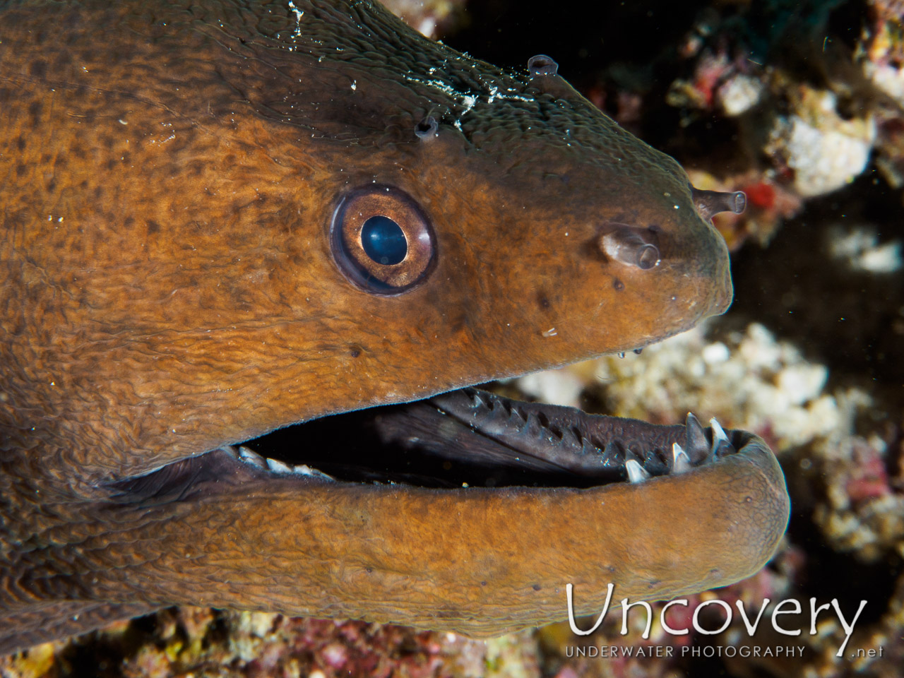 Giant Moray (gymnothorax Javanicus), photo taken in Maldives, Male Atoll, South Male Atoll, South Reef Out