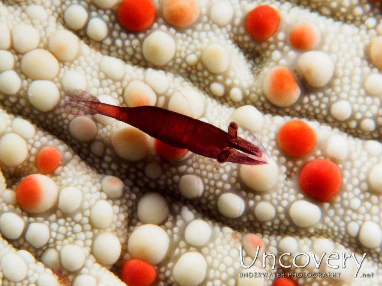 Sea Star Shrimp (zenopontonia Soror), photo taken in Maldives, Male Atoll, South Male Atoll, South Reef Out