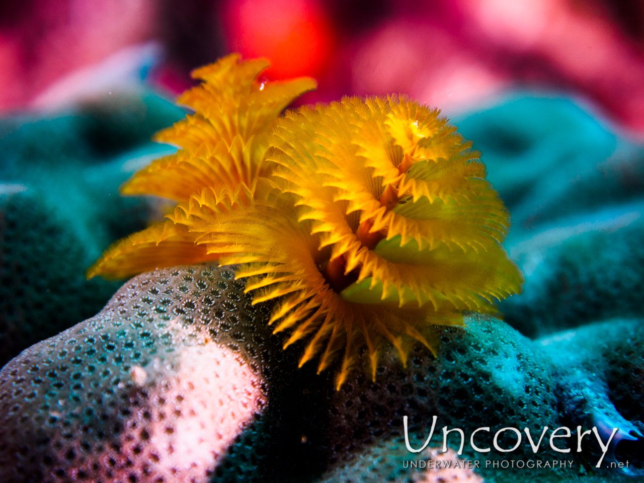 Christmas Tree Worm (spirobranchus Sp.), photo taken in Maldives, Male Atoll, South Male Atoll, South Reef Out