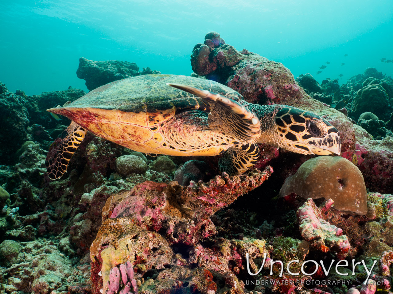Hawksbill Sea Turtle (eretmochelys Imbricata), photo taken in Maldives, Male Atoll, South Male Atoll, South Reef Out