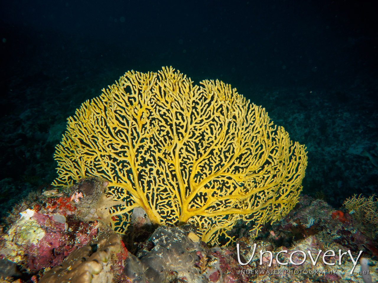 Coral, photo taken in Maldives, Male Atoll, South Male Atoll, Laguna Drop