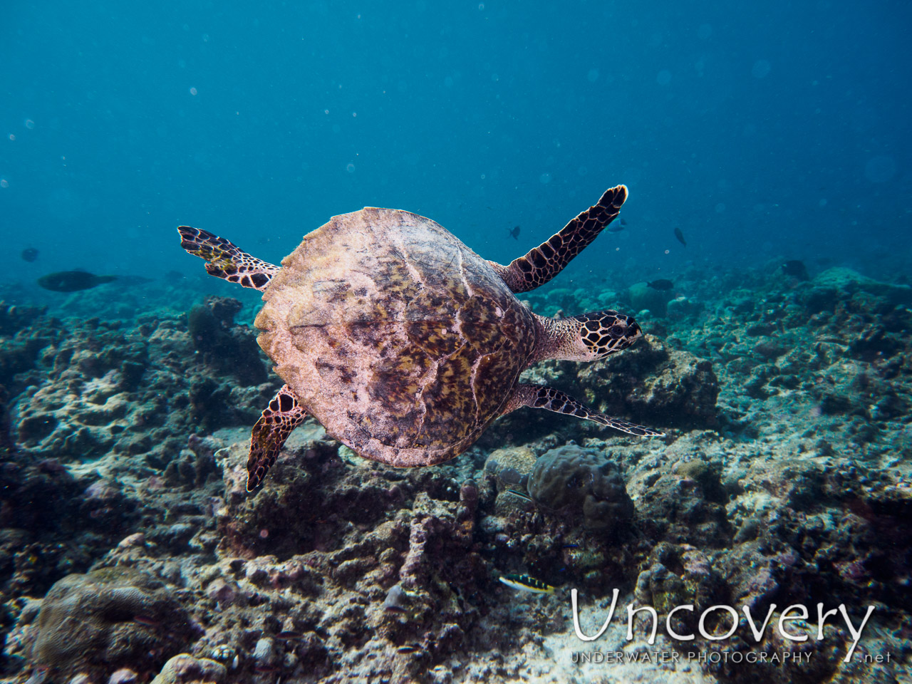 Hawksbill Sea Turtle (eretmochelys Imbricata), photo taken in Maldives, Male Atoll, South Male Atoll, Laguna Drop