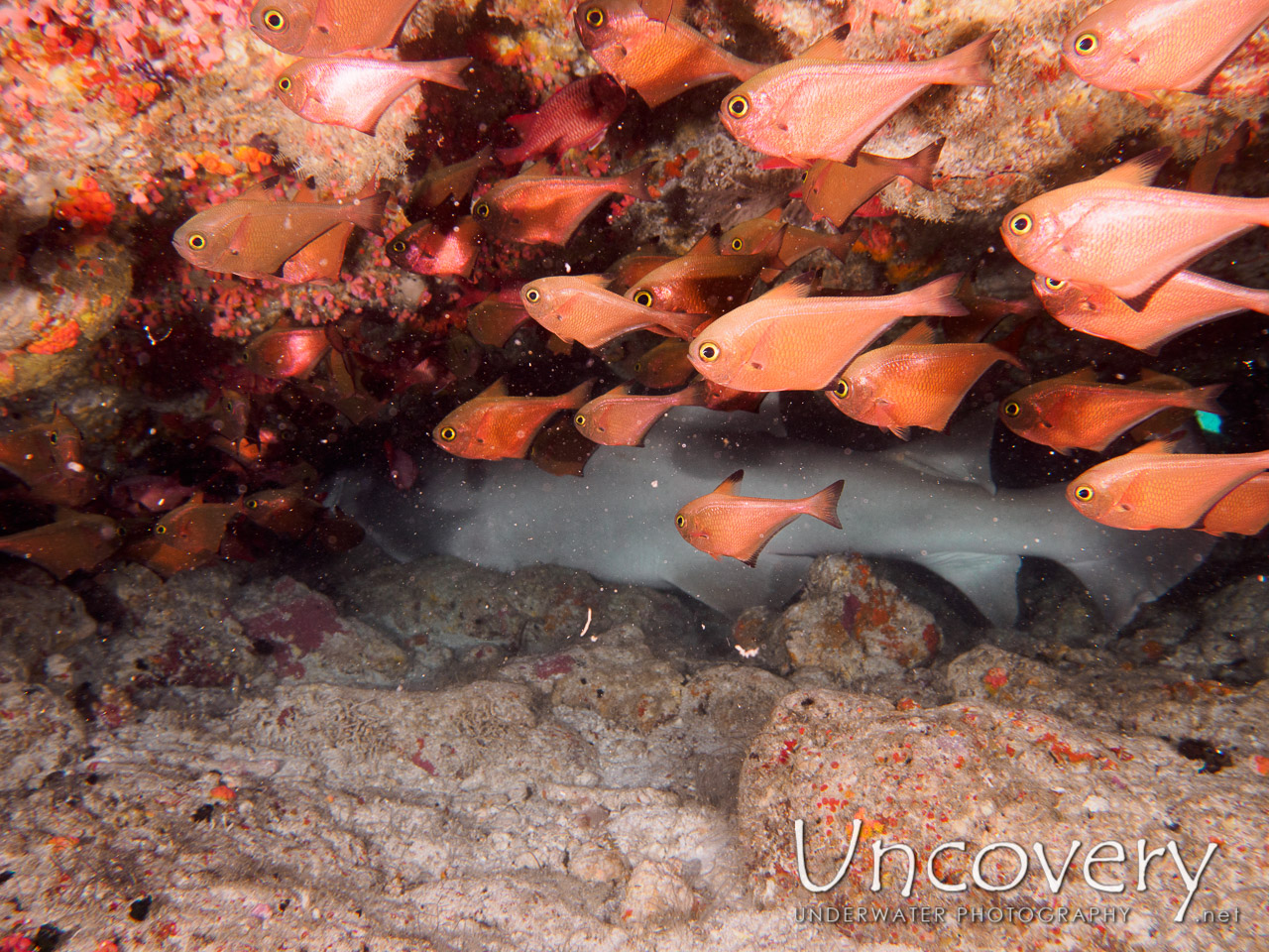 Tawny Nurse Shark (nebrius Ferrugineus), photo taken in Maldives, Male Atoll, South Male Atoll, Boli South Corner