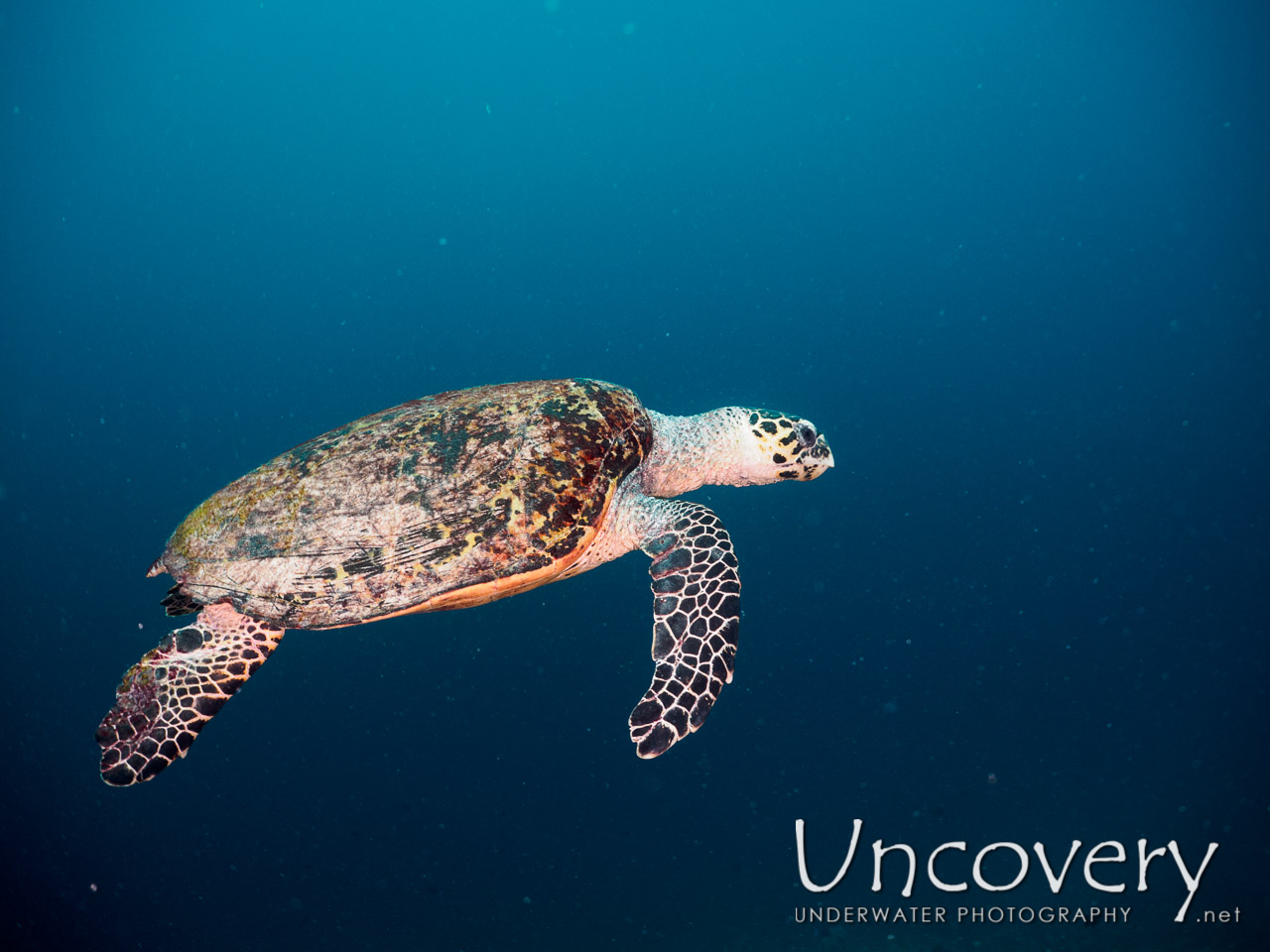 Hawksbill Sea Turtle (eretmochelys Imbricata), photo taken in Maldives, Male Atoll, South Male Atoll, Boli South Corner