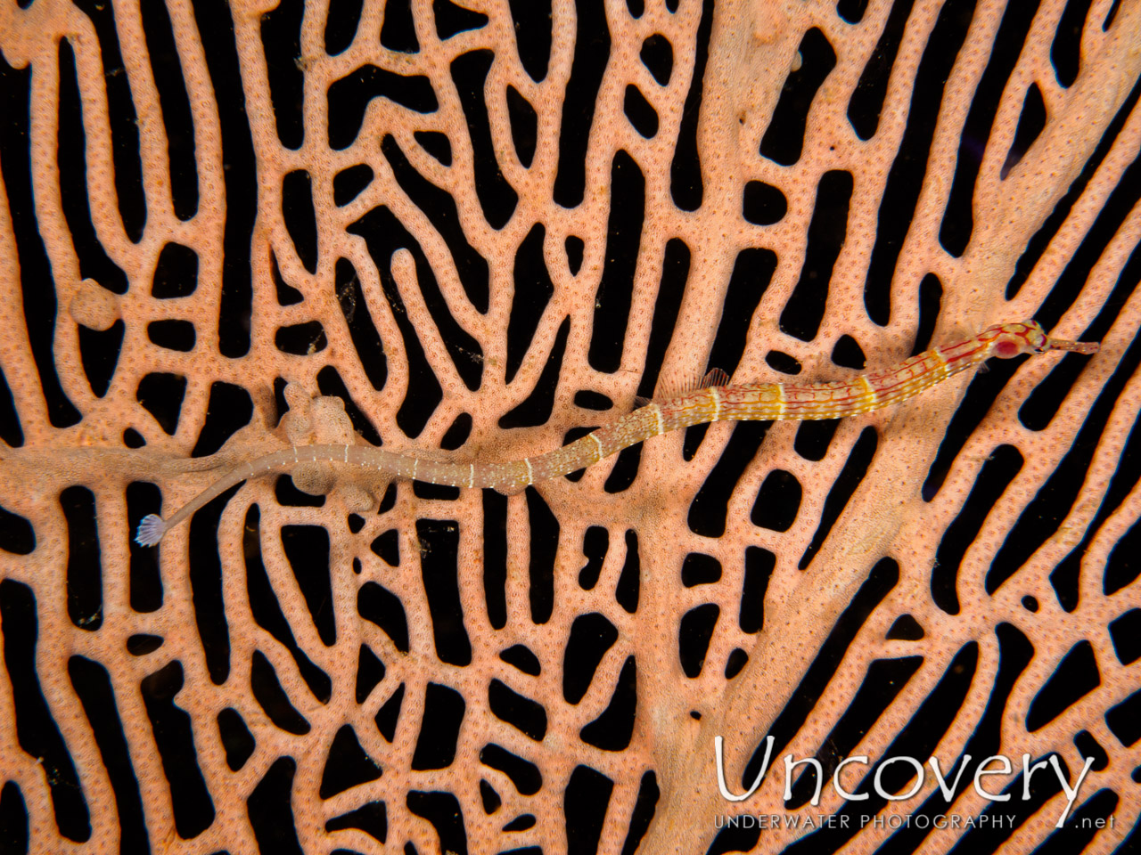 Pipefish, photo taken in Maldives, Male Atoll, South Male Atoll, Out Wreck
