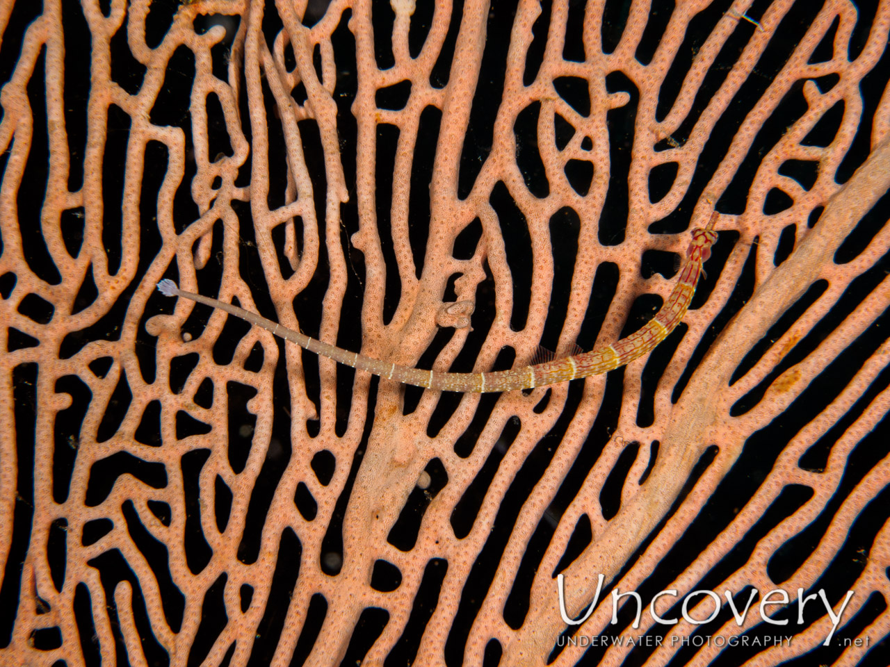 Pipefish shot in Maldives|Male Atoll|South Male Atoll|Out Wreck