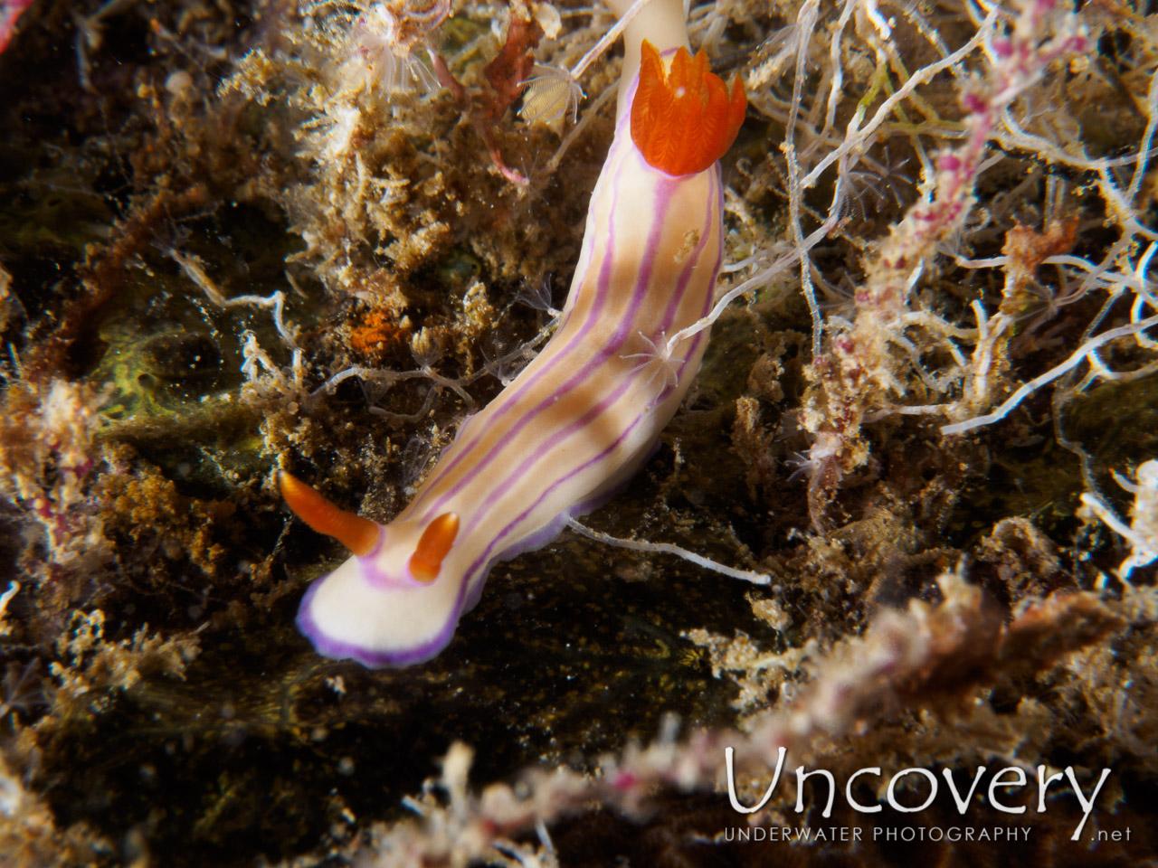 Nudibranch, photo taken in Maldives, Male Atoll, South Male Atoll, Out Wreck