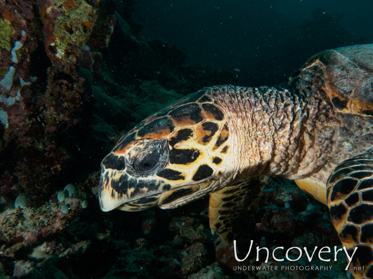 Hawksbill Sea Turtle (eretmochelys Imbricata), photo taken in Maldives, Male Atoll, South Male Atoll, Out Wreck
