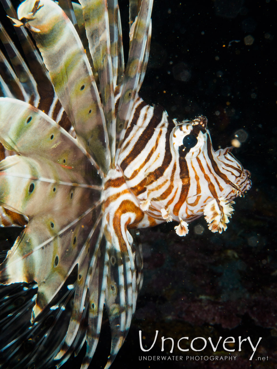 Devil Firefish (pterois Miles), photo taken in Maldives, Male Atoll, South Male Atoll, Out Wreck