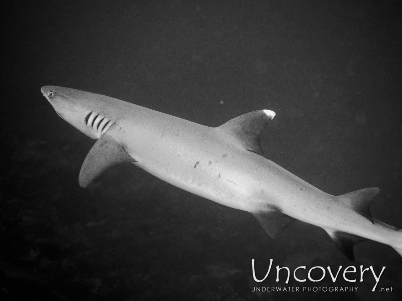 White Tip Reefshark (triaenodon Obesus), photo taken in Maldives, Male Atoll, South Male Atoll, South Reef Out