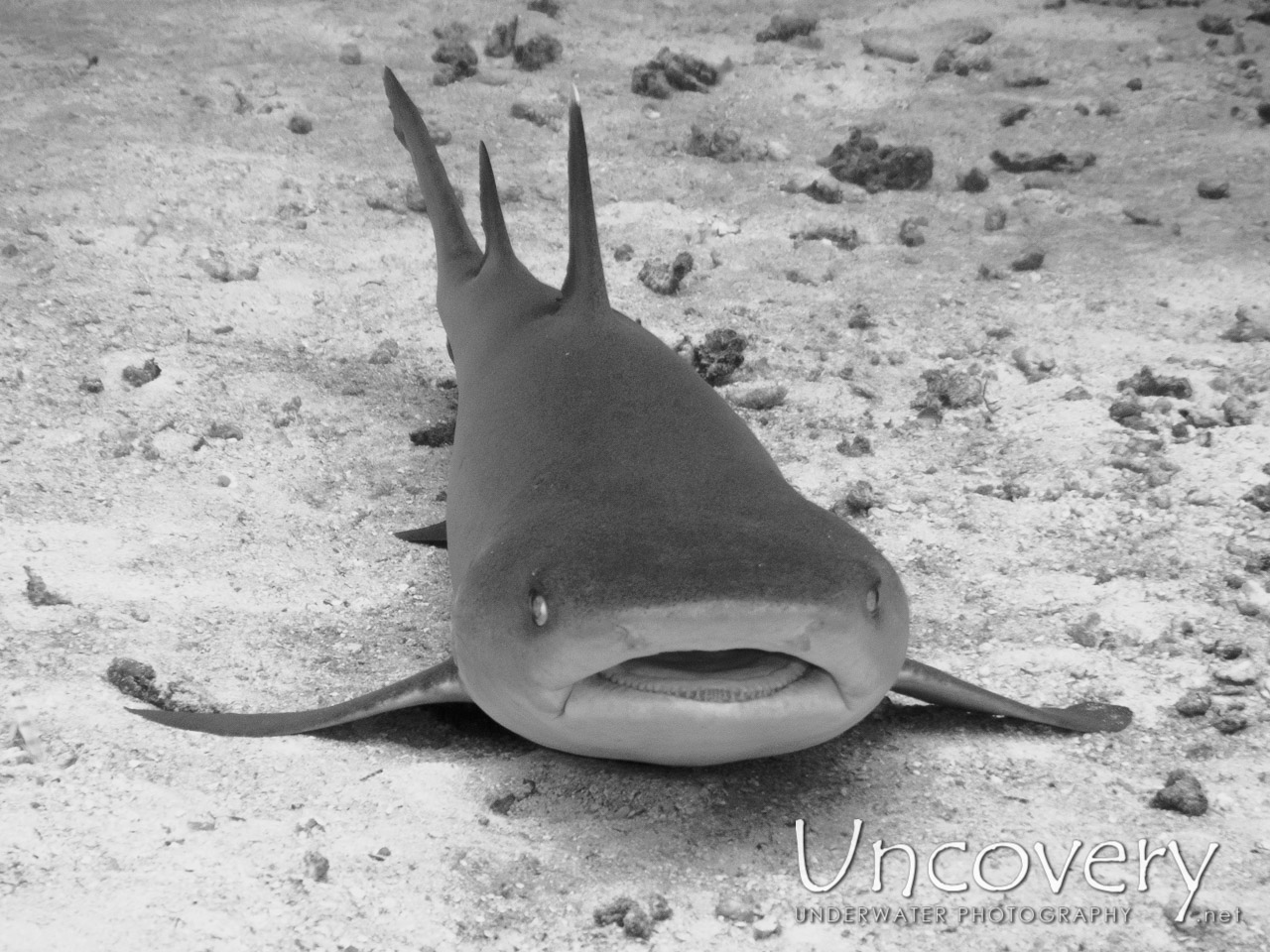 White Tip Reefshark (triaenodon Obesus), photo taken in Maldives, Male Atoll, South Male Atoll, South Reef Out