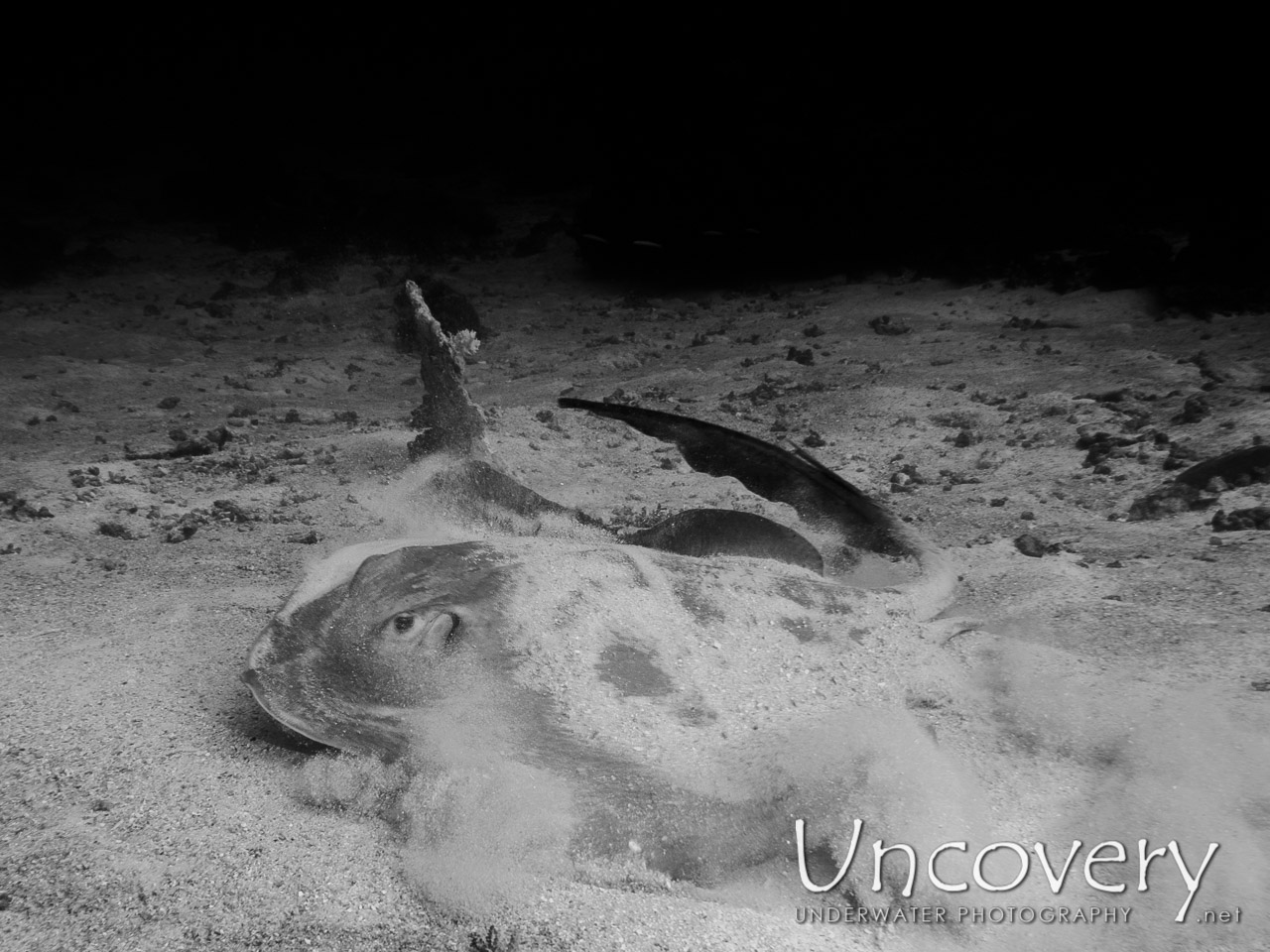 Cowtail Stingray (pastinachus Sephen), photo taken in Maldives, Male Atoll, South Male Atoll, South Reef Out