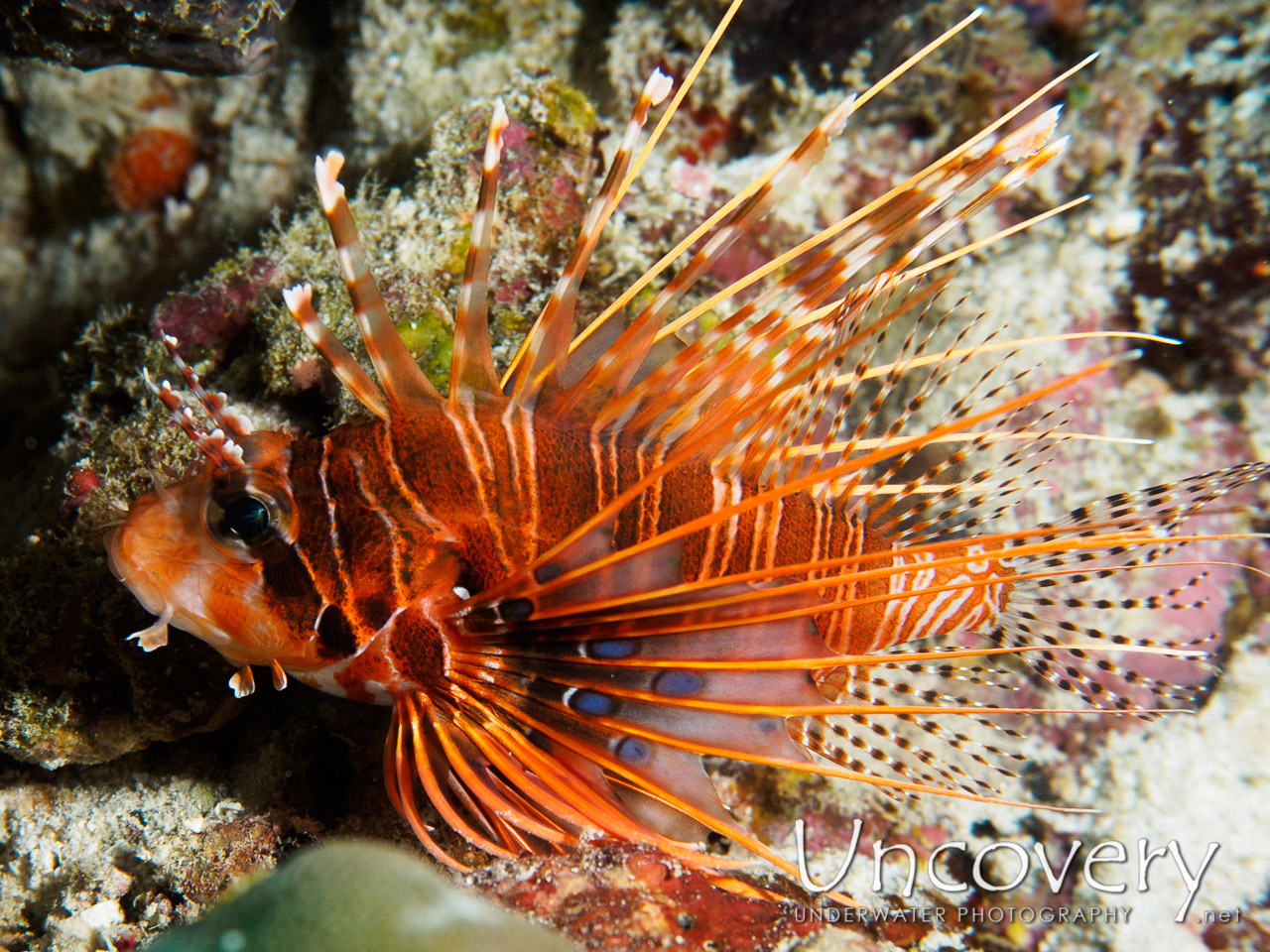 Devil Firefish (pterois Miles), photo taken in Maldives, Male Atoll, South Male Atoll, South Reef Out