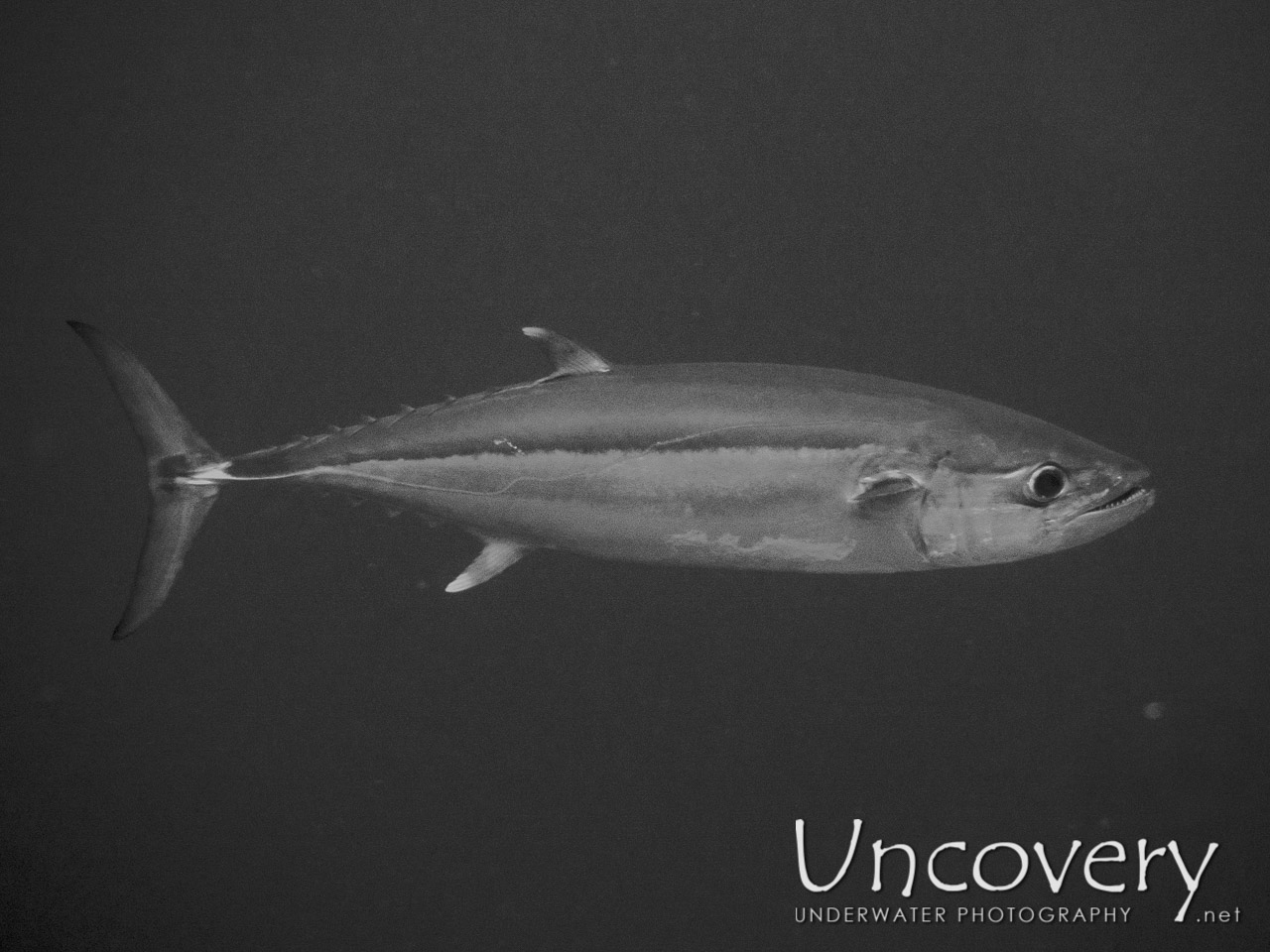 Dogtooth Tuna (gymnosarda Unicolor), photo taken in Maldives, Male Atoll, South Male Atoll, Laguna Out